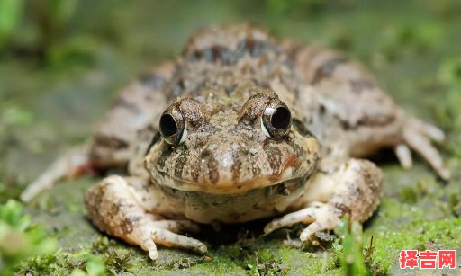 虾蟆是什么生肖？虾蟆难尝最正确一肖-第1张图片
