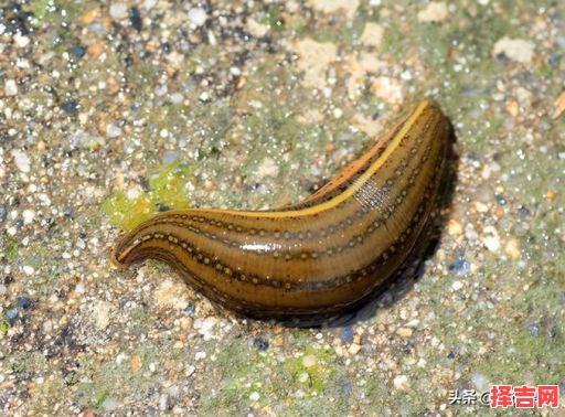 枨是什么生肖？蚂蟥指什么生肖-第1张图片