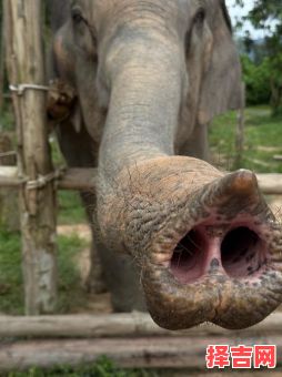 象鼻是什么生肖？象代表什么动物-第1张图片