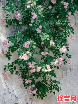 蔷是什么生肖？蔷字代表最佳生肖-第1张图片