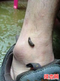 沺是什么生肖？蚂蟥指什么生肖-第1张图片