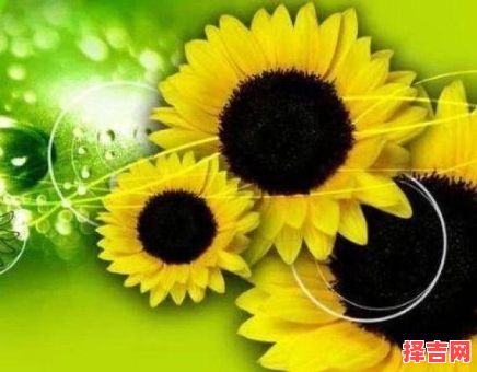 星火燎原定一生肖-第1张图片 星火燎原定一生肖-第1张图片