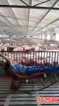 2025年五月修缮猪栏吉日 2025年修建猪栏最佳吉日-第1张图片 2025年五月修缮猪栏吉日 2025年修建猪栏最佳吉日-第1张图片