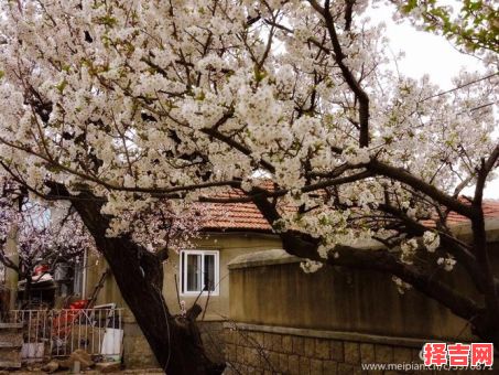 山里人家打一生肖-第1张图片 山里人家打一生肖-第1张图片