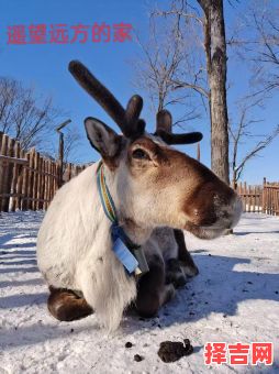 望眼欲穿指什么生肖动物-第1张图片