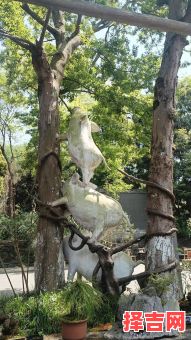 母猪上树猜一个生肖 母猪上树猜一生肖最佳答案是什么-第1张图片