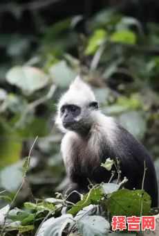 惊猴问属是什么动物-第1张图片