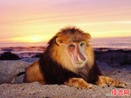 改头换面是什么动物-第1张图片