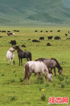 绿草如茵指什么生肖-第1张图片