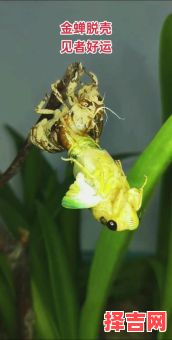 金蝉脱壳猜精准动物 金蝉脱壳一对一对应当年生肖-第1张图片