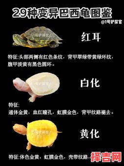 宠物龟的品种-第1张图片