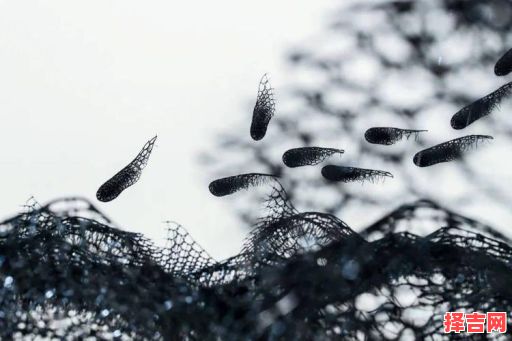 易变其志的生物-第1张图片