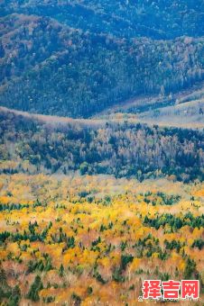 月满西楼打一动物正确答案 月满西楼指什么动物-第1张图片