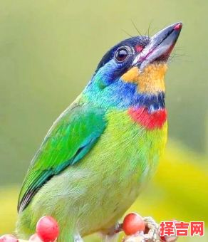 光彩烁烁打一动物-第1张图片