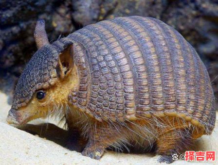 富可敌国是什么动物-第1张图片 富可敌国是什么动物-第1张图片