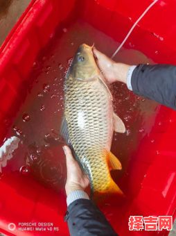 男子梦见捕获大量鱼是否吉利-第1张图片 男子梦见捕获大量鱼是否吉利-第1张图片