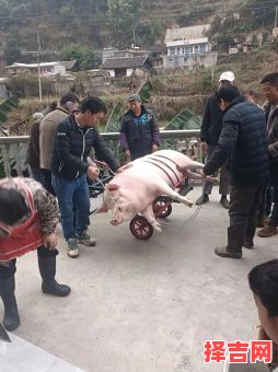 25年5月杀年猪吉日 腊月廿几杀年猪-第1张图片