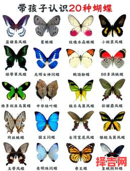 蝴蝶是否益虫 化蝶前青虫是否益虫-第1张图片