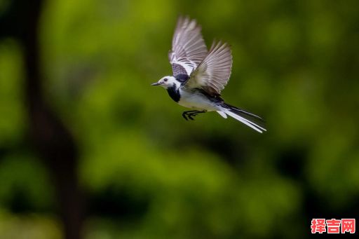 白日飞升指什么动物-第1张图片