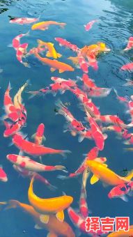 发财鱼是否为风水鱼家中招财鱼如何摆放-第1张图片