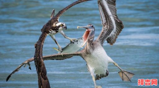 飞越重洋打一动物-第1张图片