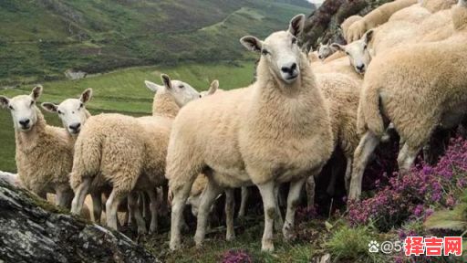 河南辉县近百只山羊接连跳崖死亡 养殖户回应羊群坠亡事件-第1张图片 河南辉县近百只山羊接连跳崖死亡 养殖户回应羊群坠亡事件-第1张图片