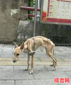 骨瘦如柴打一生肖-第1张图片