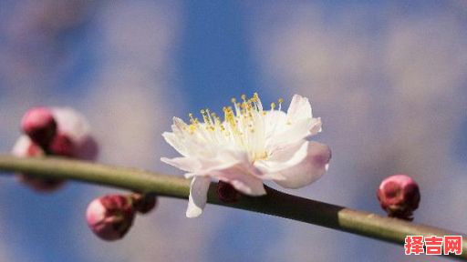 晚归早出猜一生肖-第1张图片 晚归早出猜一生肖-第1张图片