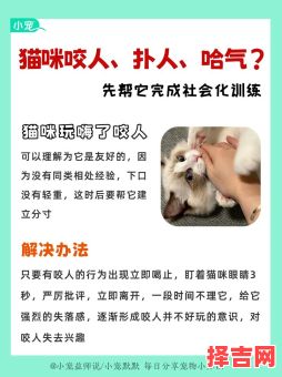 梦到猫咬人周公解梦 梦到猫咬住不松周公解梦-第1张图片