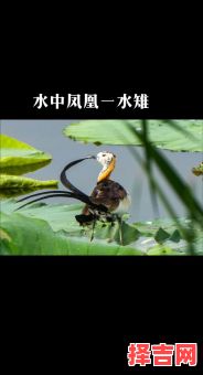 一水之隔指哪种动物-第1张图片 一水之隔指哪种动物-第1张图片