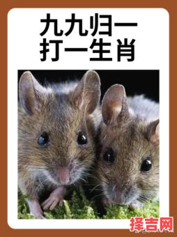 粗枝大叶打一生肖-第1张图片