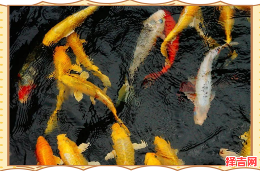 周公解梦梦见水中鱼群游动，梦见鱼群游动周公解梦-第1张图片