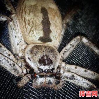 梦见蜘蛛预示什么征兆梦见蜘蛛爬到脸上预示什么征兆-第1张图片