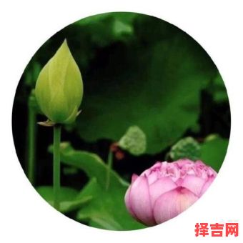 石榴将军寻桂精准生肖-第1张图片