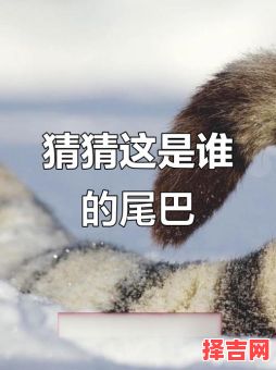 随性自在猜动物-第1张图片