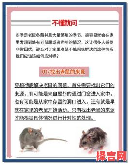 女人梦见老鼠入体周公解梦，梦见大量老鼠-第1张图片