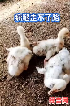 家禽中何者三条腿-第1张图片