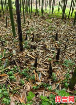 雨后春笋是哪个生肖 雨后春笋代表什么生肖-第1张图片