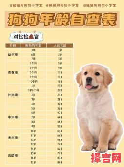 2025年属狗的人今年多大 属狗的全部年龄表-第1张图片