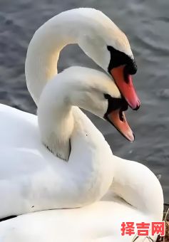 夺人之爱猜一动物-第1张图片