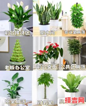 2025年室内栽培 家庭种植创富方案-第1张图片