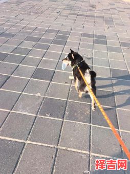 才高八斗指什么生肖 才高八斗指什么动物-第1张图片