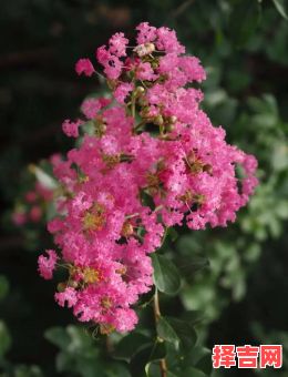 紫薇花四季开花吗紫薇花是什么花-第1张图片