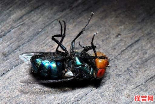 梦见大量死苍蝇-第1张图片