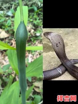五条蛇追一条雄蛇 蛇最畏惧的五种花卉-第1张图片