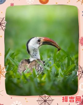 红嘴白牙猜一动物-第1张图片