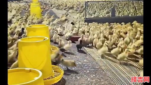 打雷下雨猜一动物-第1张图片