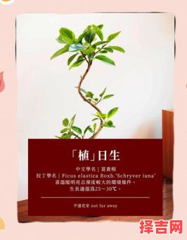 榕字取名怎么样女孩 女孩取名榕的寓意-第1张图片