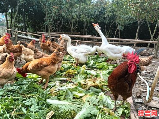 周公解梦大全鸡鸭鹅查询，周公解梦梦见鸡鸭-第1张图片