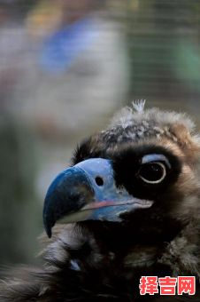 俯不愧地打一生肖 俯不愧地代表什么动物-第1张图片